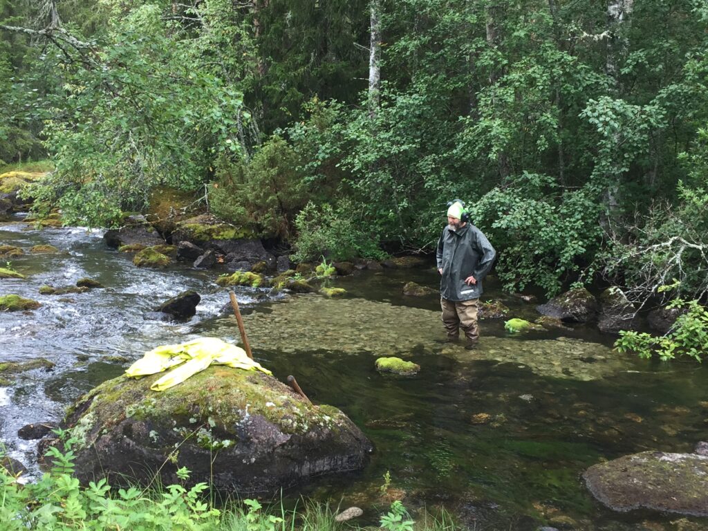 Område med lekgrus i vattendrag. Lekgruset ligger precis vid en nacke. En man på bilden ger prespektiv på hur stort lekområdet är.