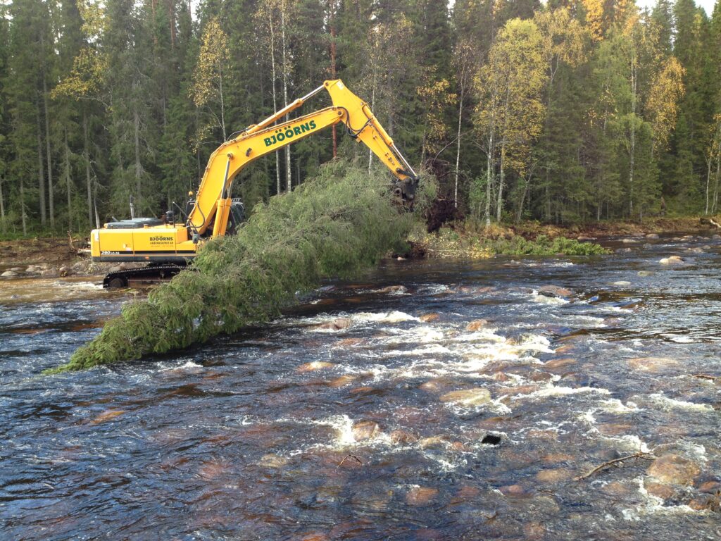 Grävmaskin hanterar en fälld gran i Lögdeälven.