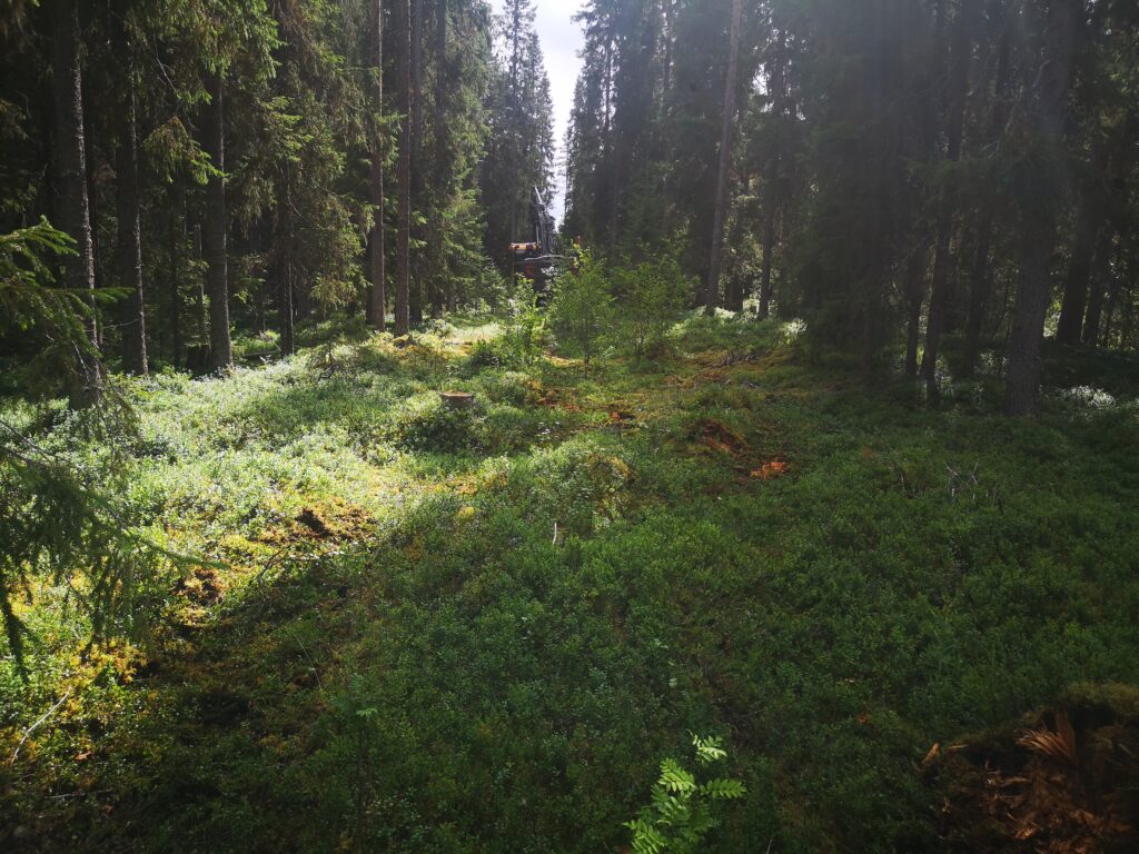 Skogsglänta